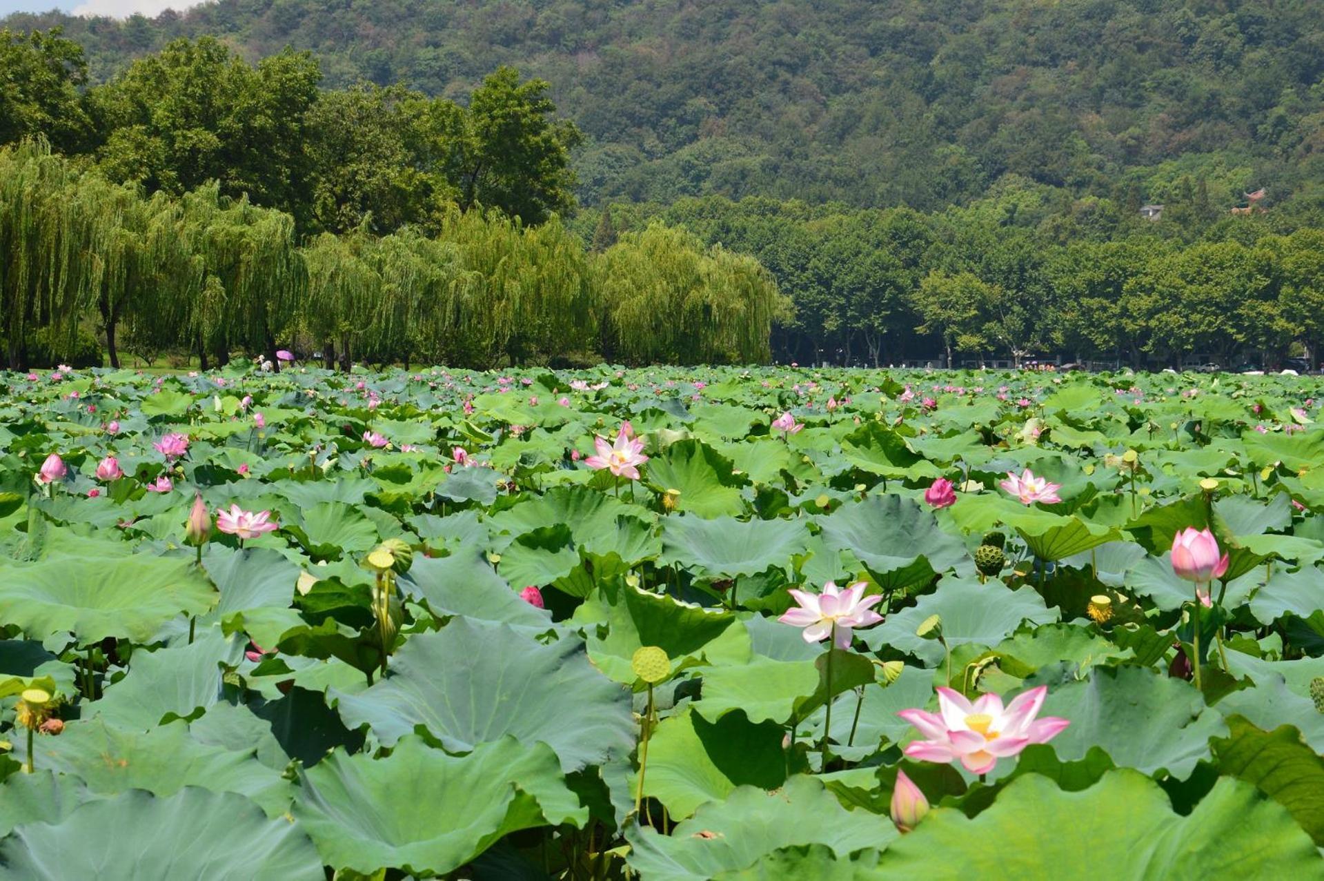 Nost Algia S Hotel In The West Lake Scenic Area-,Lingyin Temple, Leifeng Tower, Children'S Playground, Free Night Snack, Free Laundry, English Communication Well, Free Travel Advice 항저우 외부 사진